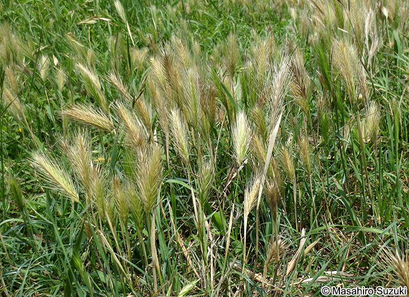 ムギクサ Hordeum murinum