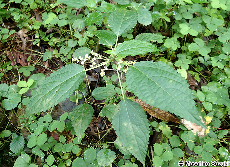 ムカゴイラクサ Laportea bulbifera