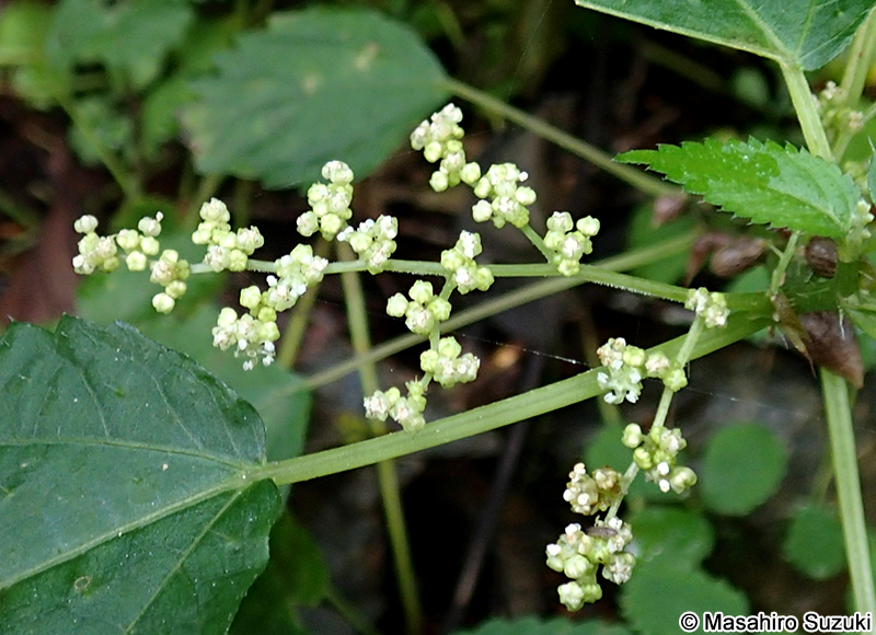 ムカゴイラクサ Laportea bulbifera