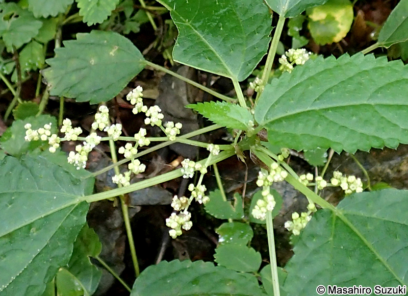 ムカゴイラクサ Laportea bulbifera
