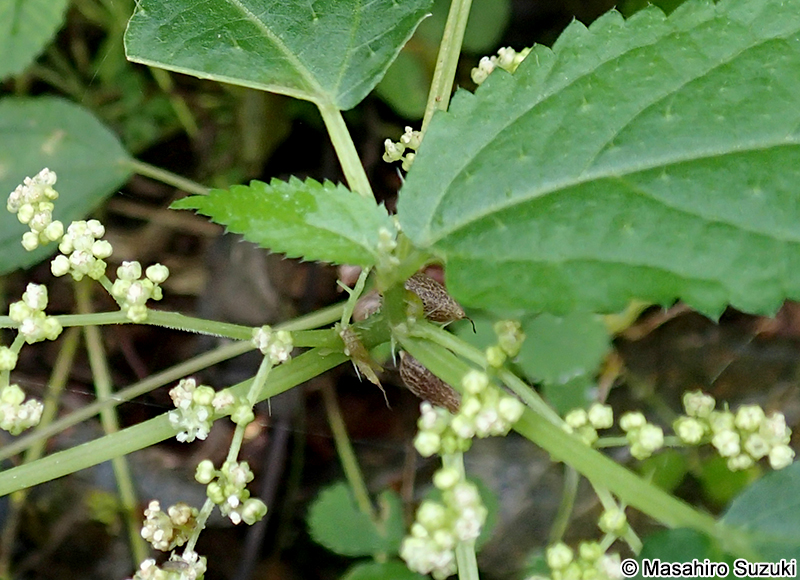 ムカゴイラクサ Laportea bulbifera