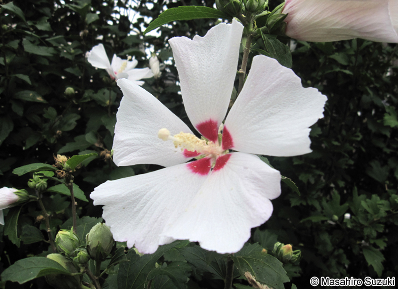 ムクゲ Hibisucus syriacus