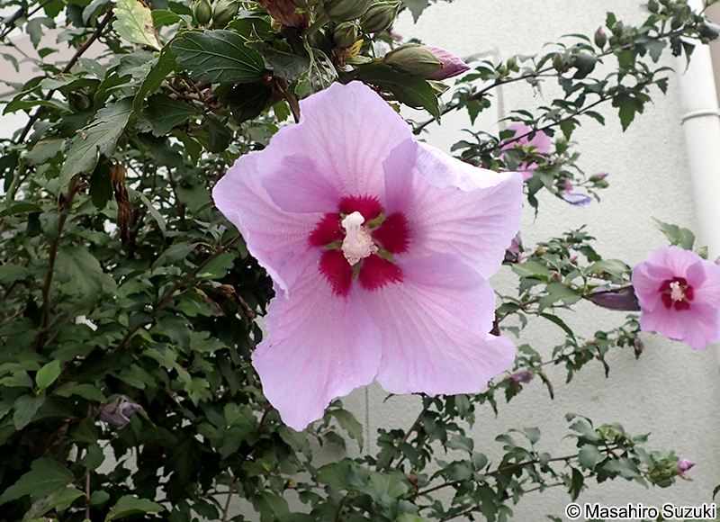 ムクゲ Hibisucus syriacus