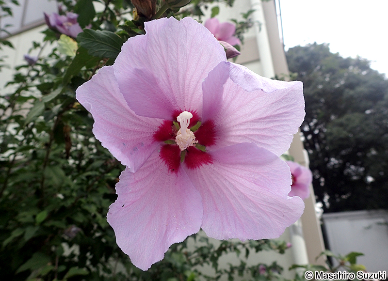 ムクゲ Hibisucus syriacus
