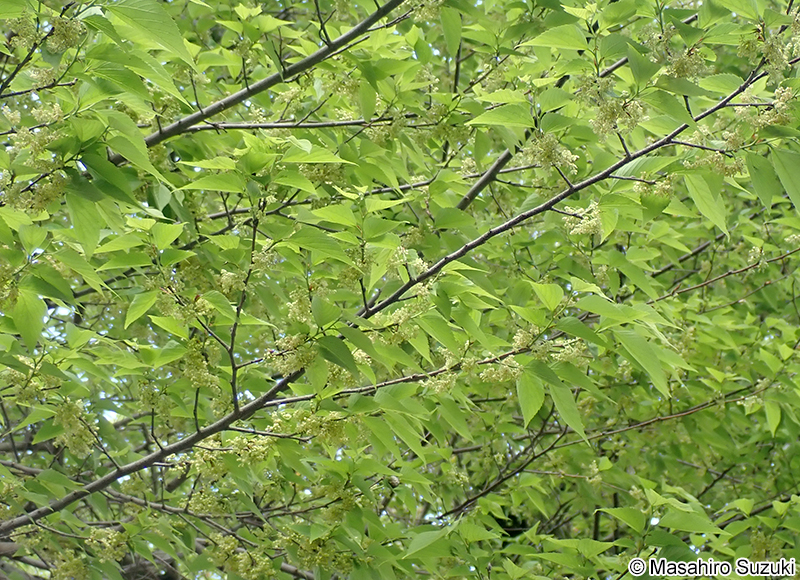 ムクノキ Aphananthe aspera