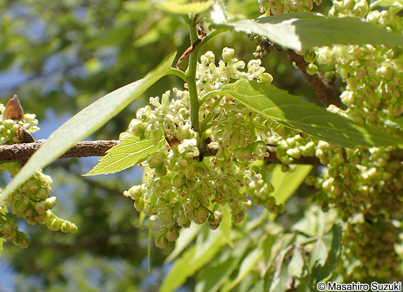 ムクノキ Aphananthe aspera