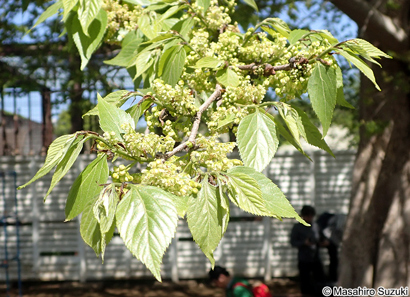 ムクノキ Aphananthe aspera