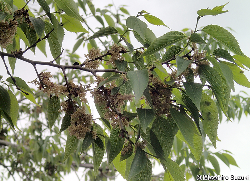 ムクノキ Aphananthe aspera