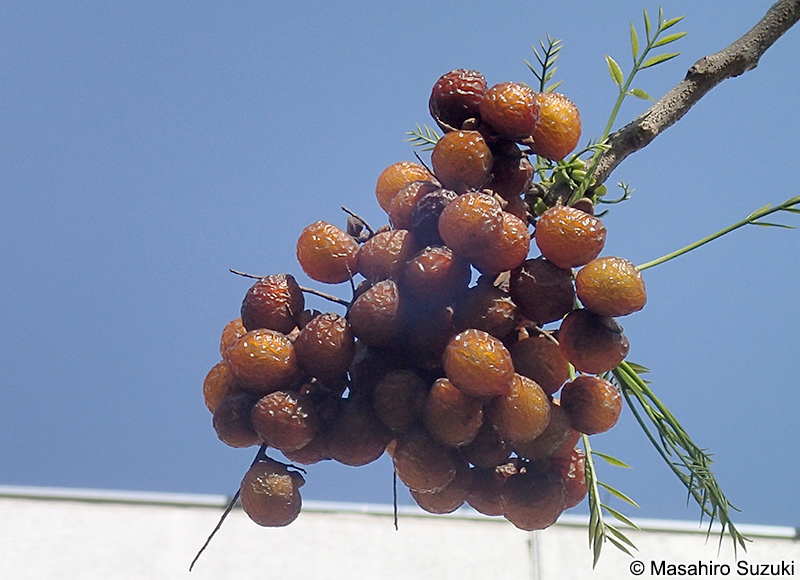 ムクロジ Sapindus mukorossi