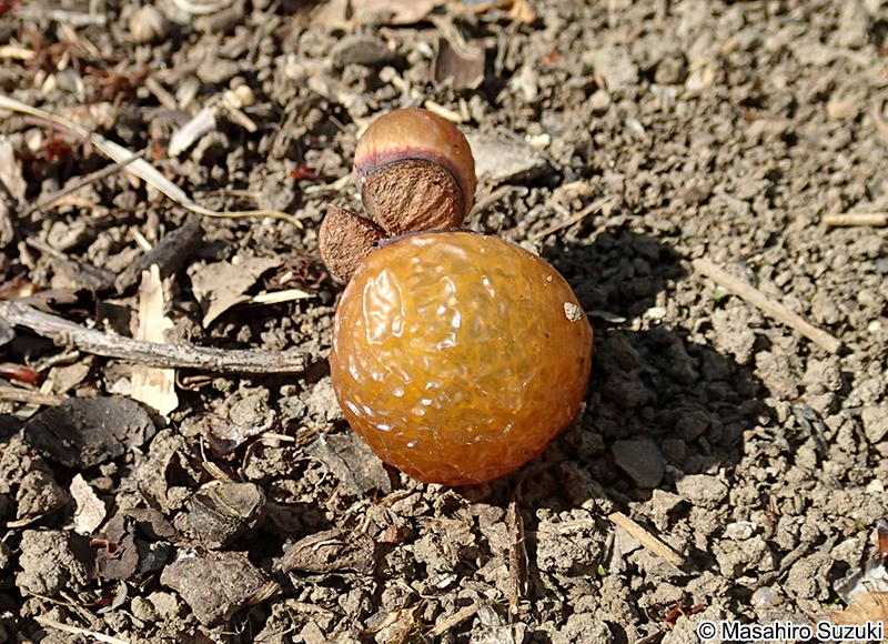 ムクロジの果実