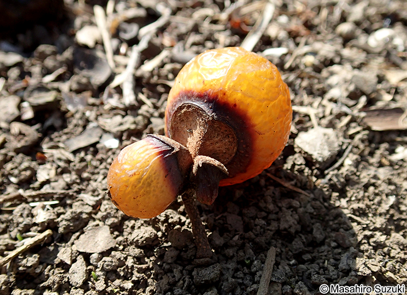 ムクロジの果実