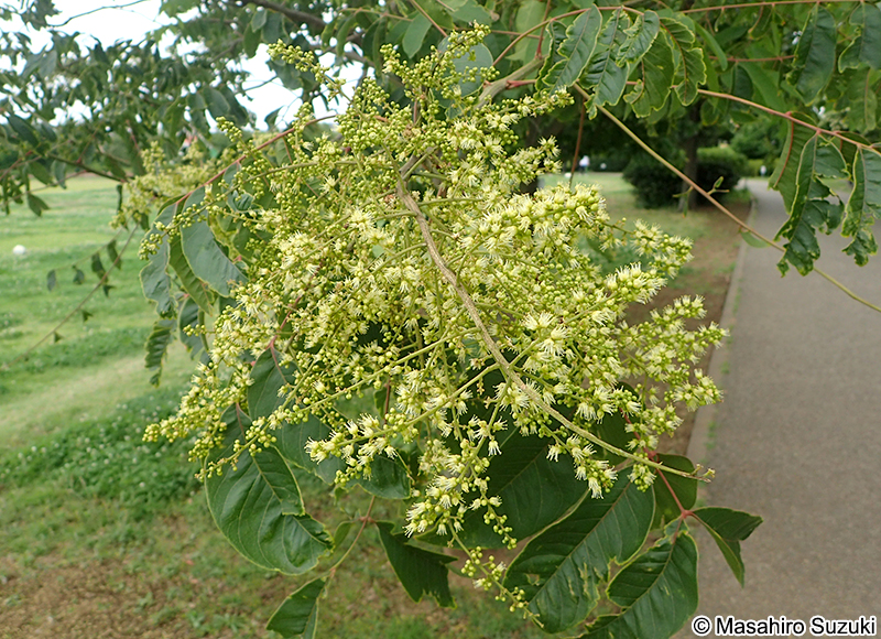 ムクロジ Sapindus mukorossi