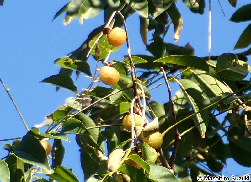 ムクロジ Sapindus mukorossi