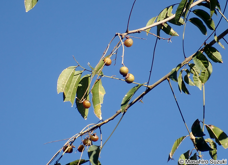 ムクロジ Sapindus mukorossi