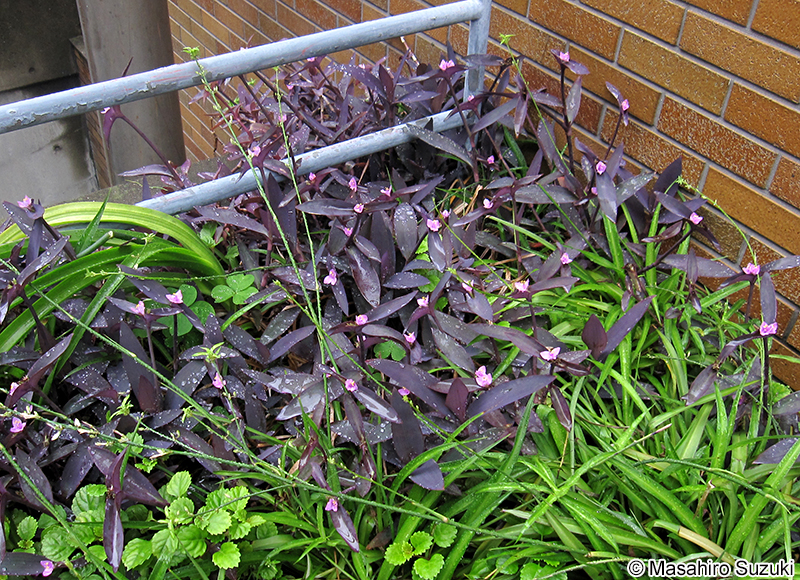 ムラサキゴテン Tradescantia pallida
