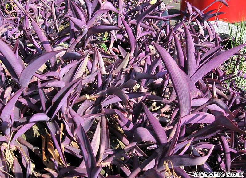 ムラサキゴテン Tradescantia pallida