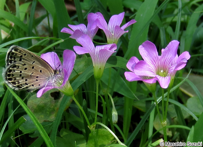 ムラサキカタバミ Oxalis debilis subsp. corymbosa