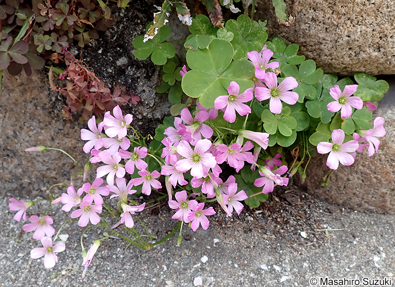 ムラサキカタバミ Oxalis debilis subsp. corymbosa