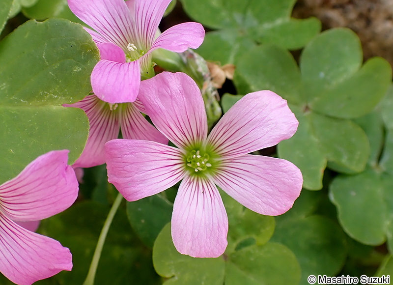ムラサキカタバミ Oxalis debilis subsp. corymbosa