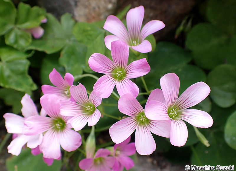 ムラサキカタバミ Oxalis debilis subsp. corymbosa