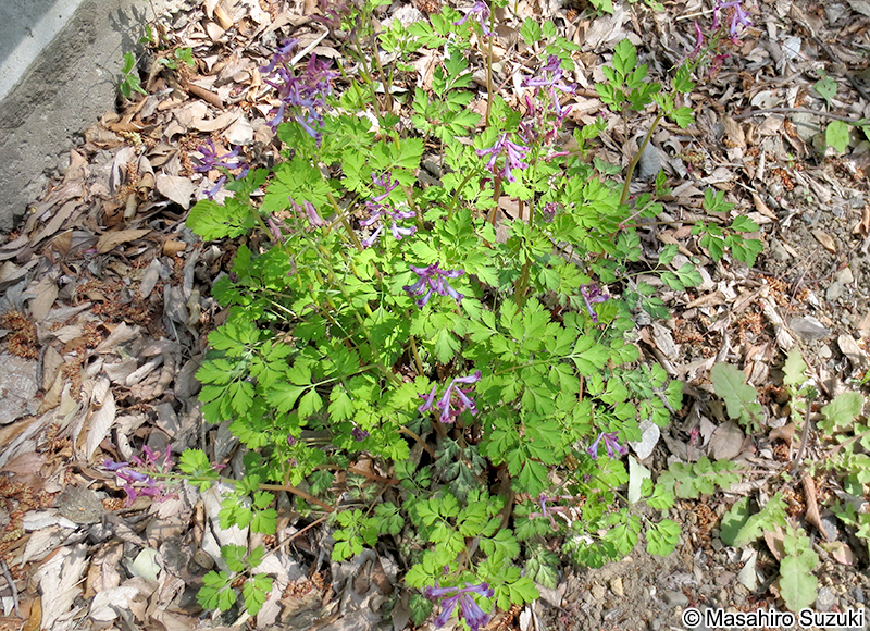 ムラサキケマン Corydalis incisa