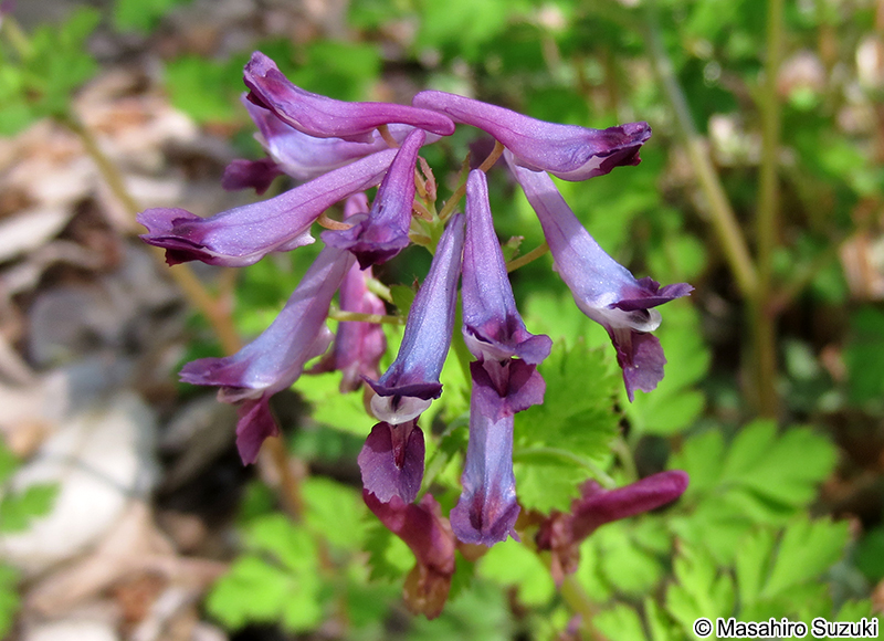 ムラサキケマン Corydalis incisa