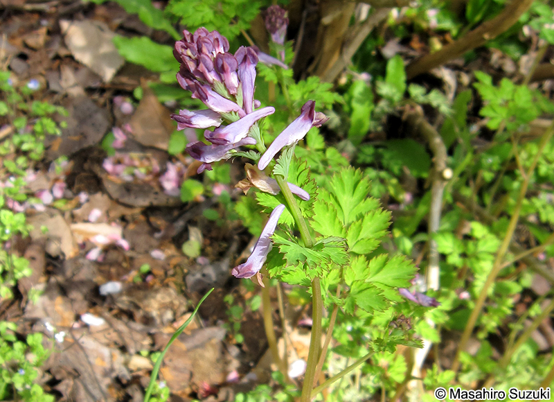 ムラサキケマン Corydalis incisa