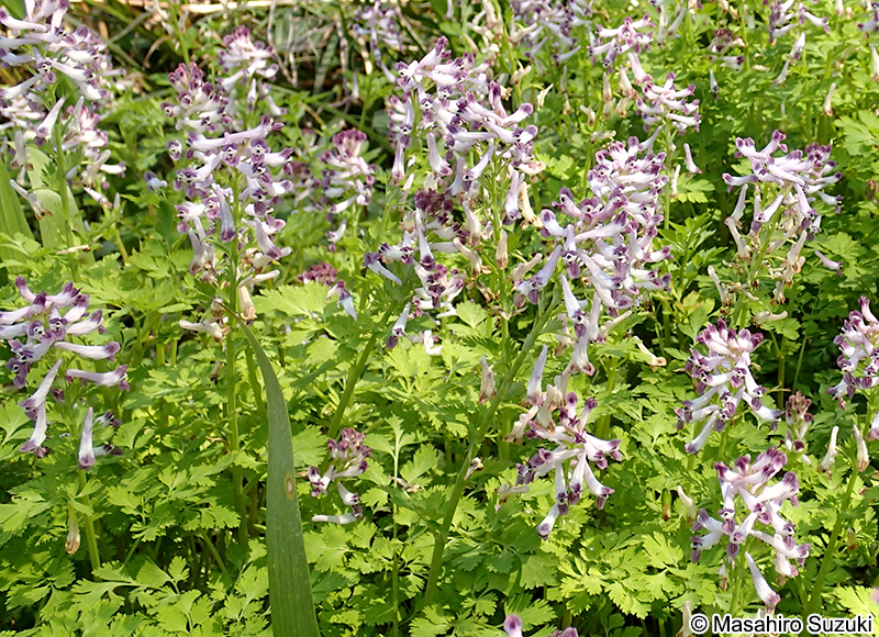 ムラサキケマン Corydalis incisa