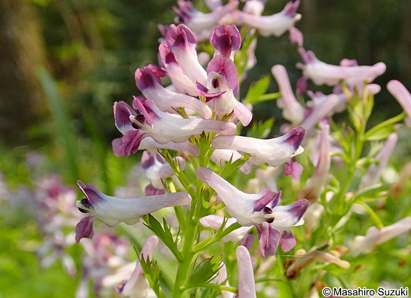 ムラサキケマン Corydalis incisa