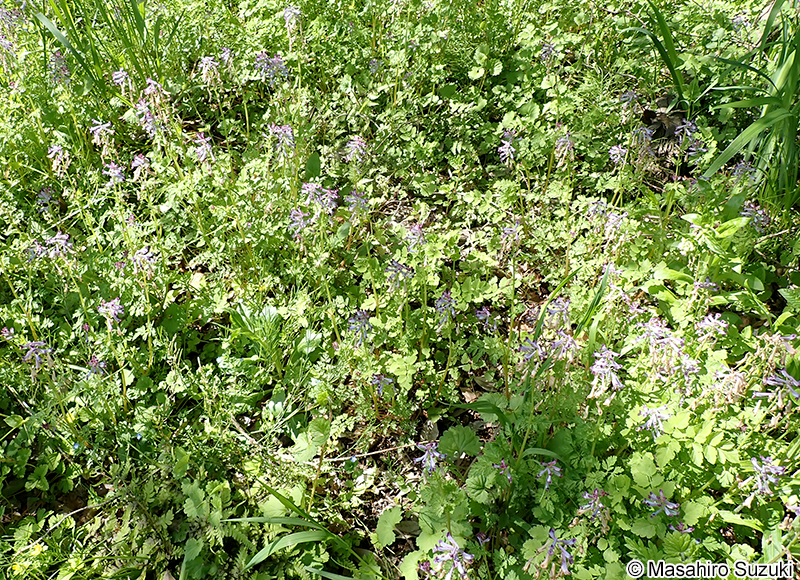 ムラサキケマン Corydalis incisa