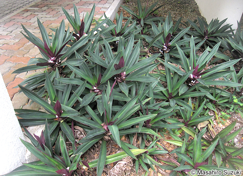 ムラサキオモト Tradescantia spathacea