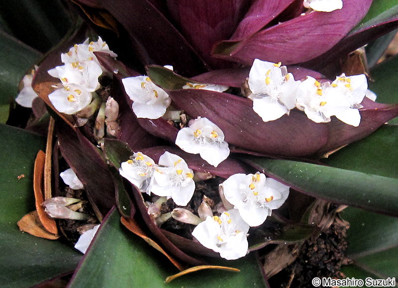 ムラサキオモト Tradescantia spathacea