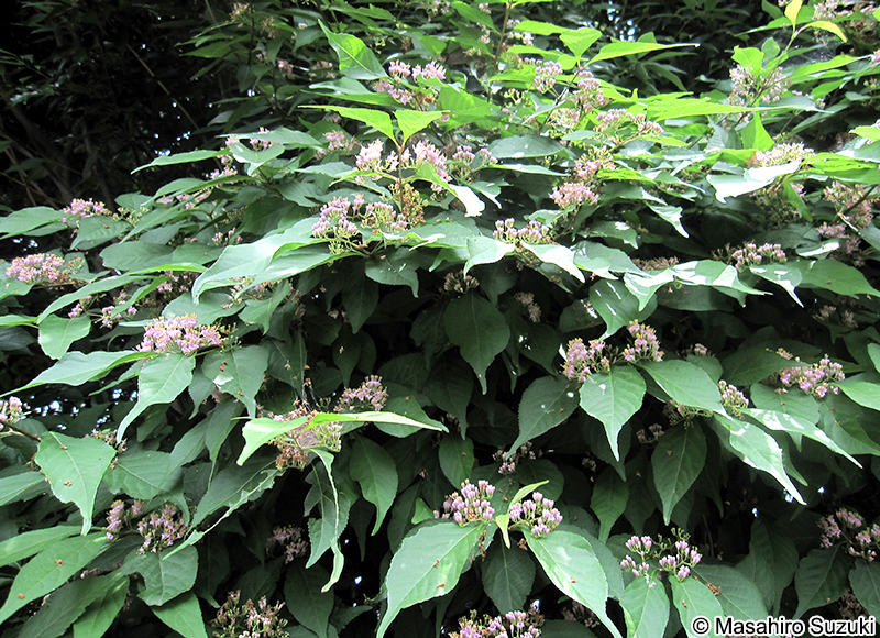 ムラサキシキブ Callicarpa japonica