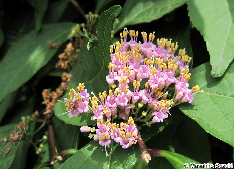 ムラサキシキブ Callicarpa japonica