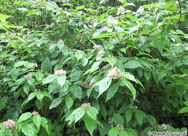 ムラサキシキブ Callicarpa japonica