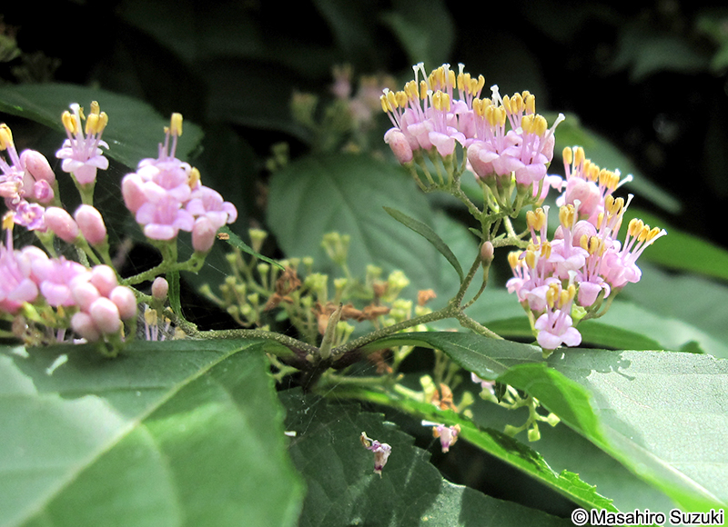 ムラサキシキブ Callicarpa japonica