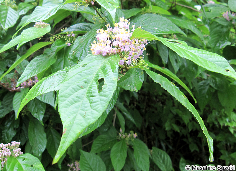 ムラサキシキブ Callicarpa japonica