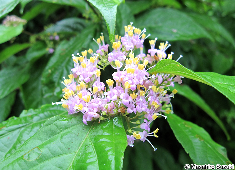 ムラサキシキブ Callicarpa japonica