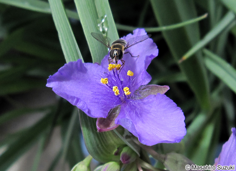 ムラサキツユクサ Tradescantia spp.