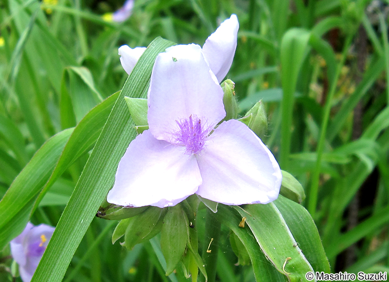 ムラサキツユクサ Tradescantia spp.