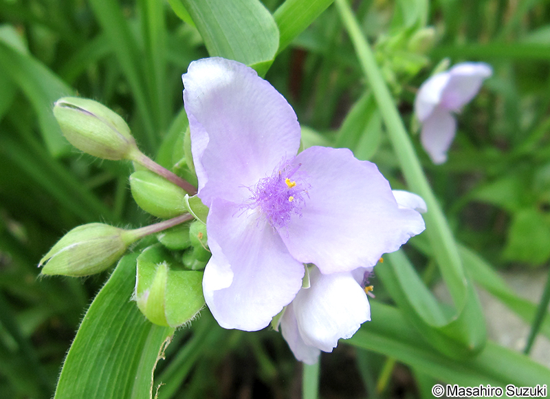 ムラサキツユクサ Tradescantia spp.