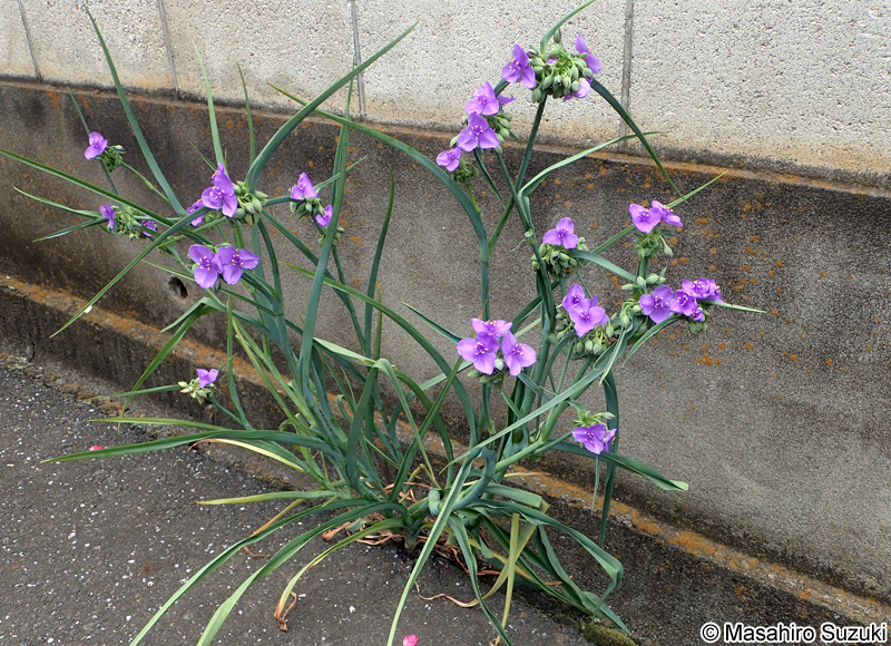 ムラサキツユクサ Tradescantia spp.
