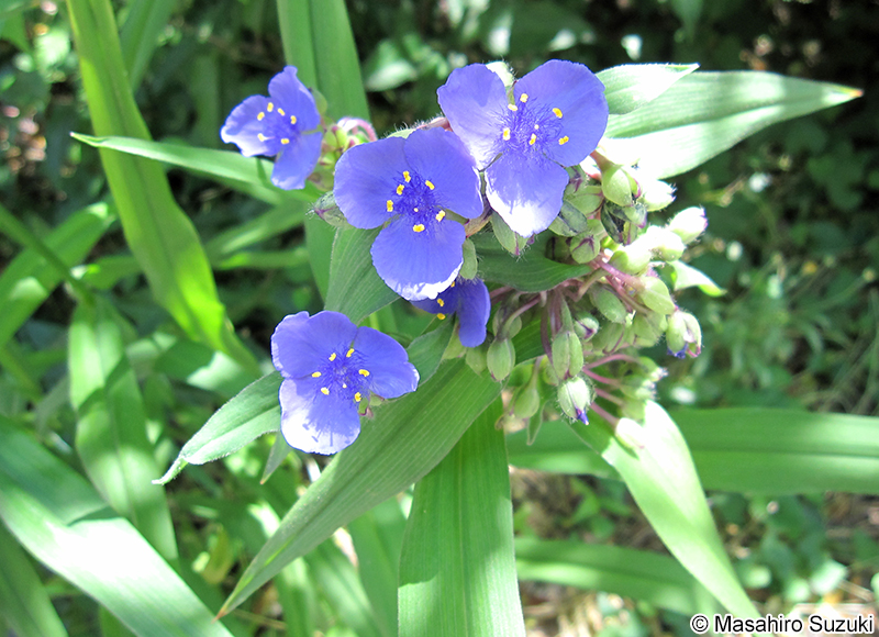 ムラサキツユクサ Tradescantia spp.