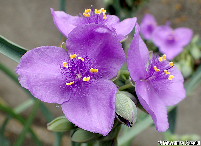 ムラサキツユクサ Tradescantia spp.