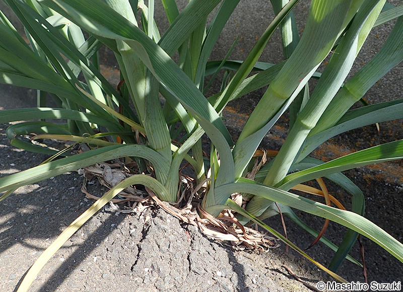 ムラサキツユクサ Tradescantia spp.