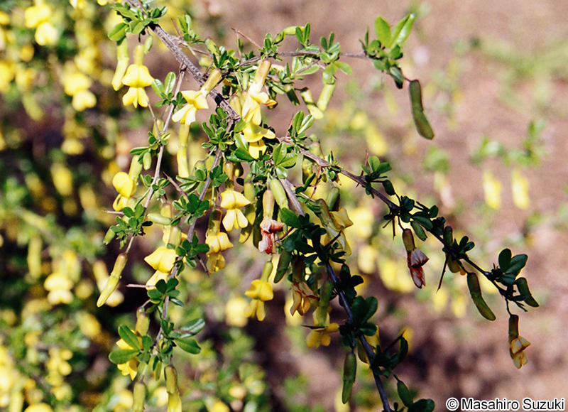 ムレスズメ Caragana sinica