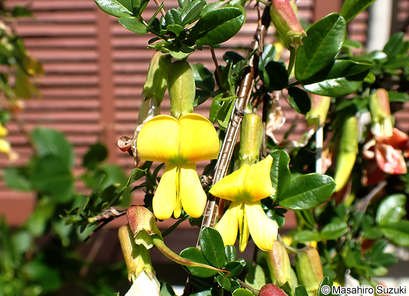 ムレスズメ Caragana sinica