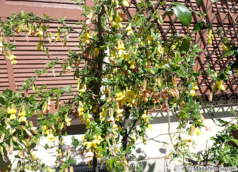 ムレスズメ Caragana sinica