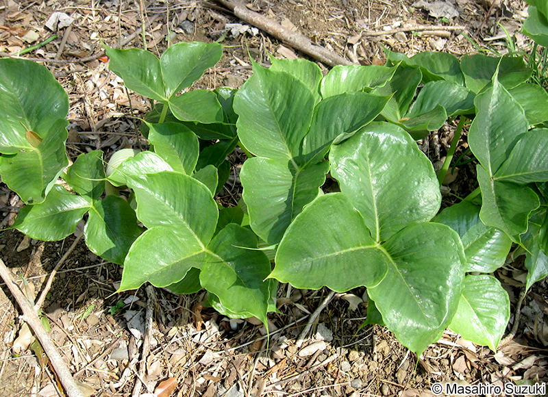 ムサシアブミ Arisaema ringens