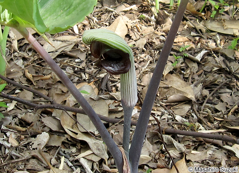 ムサシアブミ Arisaema ringens